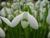 Show product details for Galanthus S. Arnott